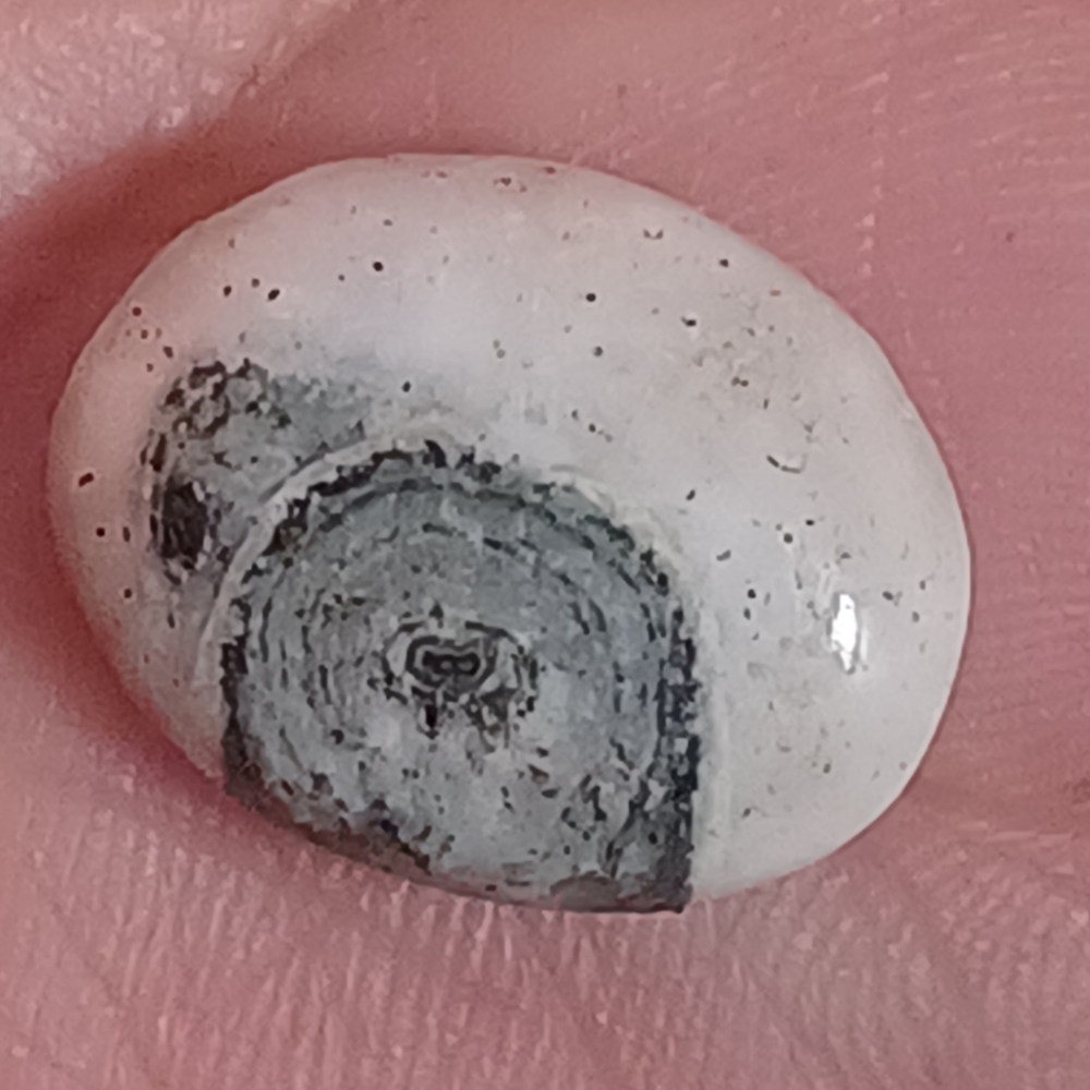 Natural Ocean Jasper Loose Stone